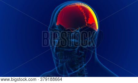 Human Skeleton Skull Parietal Bone Anatomy For Medical Concept