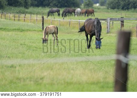 A Valk Color Foal And A Brown Mare In The Field, Wearing A Fly Mask, Pasture, Horse