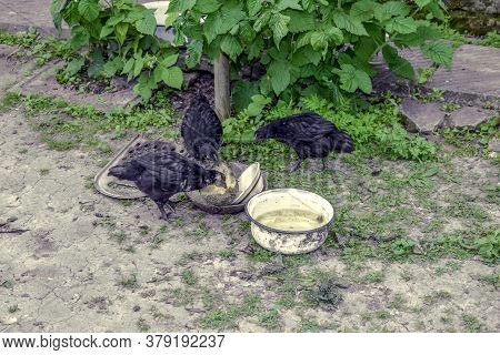 Three Black Chickens Pecking A Forage Beet In A Farm Yard. Young Chicks In Plumage Feed On The Backg