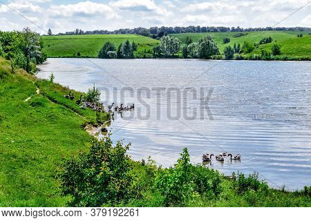 Rural Lake With Flocks Of Domestic Geese In The Water And On The Shore Against The Background Of Hil