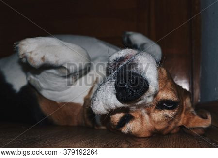 Beagle Dog Sleeping On His Back On The Floor In The Evening