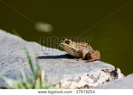 grÃ¼ne Frosch