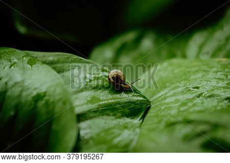 Side View Of Brown Snail Walking On Fresh Green Leaves With Drop Dew After Rain. Garden Snail On Car