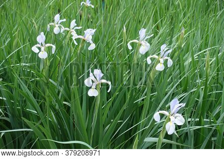 Light Violet Flowers Of Irises In Late Spring