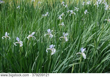 Lilac Colored Flowers Of Irises In Late Spring