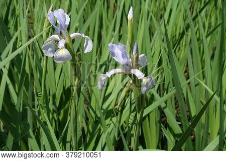 Pair Of Light Violet Flowers Of Irises In Late Spring