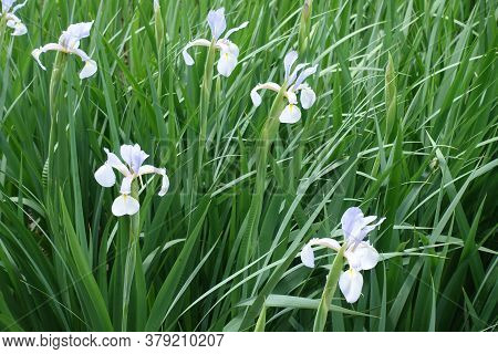 Pale Violet Flowers Of Irises In Late Spring