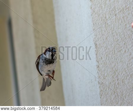 Single Male Sparrow With Wings Closed During Flight On Creamy Background.