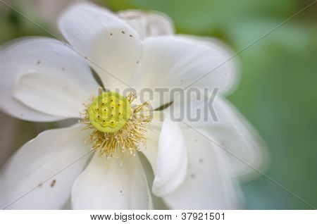 密切了白莲花绽放