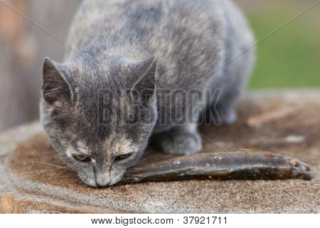 Deux chatons mangent du poisson.