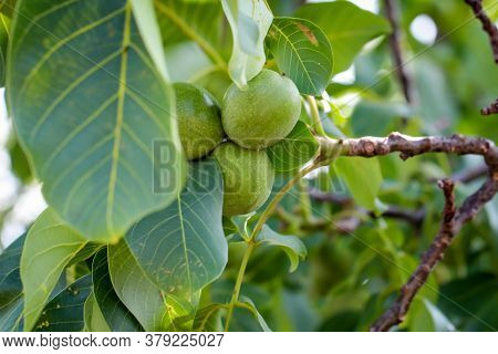 Three Walnuts In Their Green Coating Hanging On The Tree.
