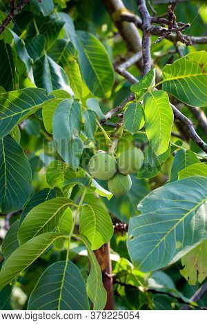 Three Walnuts In Their Green Coating Hanging On The Tree.