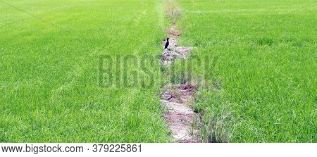 Ridge Of Rice Field