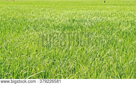 Green Rice Field