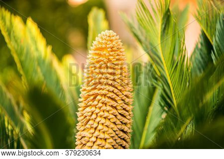 Flower of Sago Palm of Yellow Color. Green Leaves.