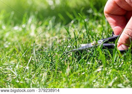 Close-up Detail View Of Man Hand Cutting Green Grass On Backyard Garden With Small Nail Scissors On 