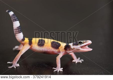 A Cute Leopard Gecko Stands In A Defensive Posture. Little Lizard (eublepharis Macularius).