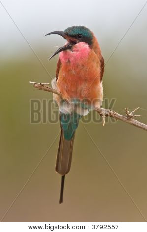 Southern Carmine Bee-Eater