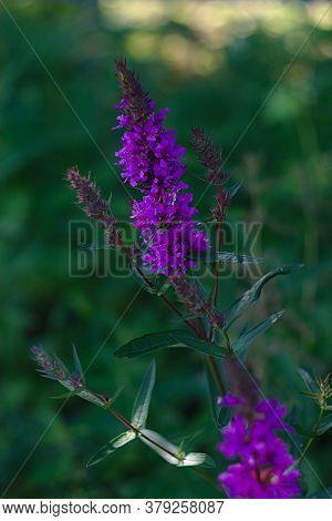 ￼￼￼￼￼blooms Lýthrum Salicária - Honey-bearing Medicinal Plant