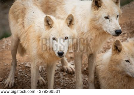 Hudson Bay Wolf