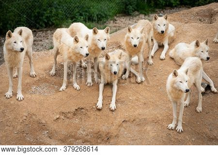 Hudson Bay Wolf