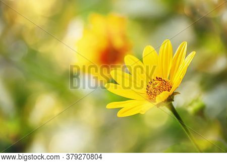 Thymophyllia, Yellow Flowers, Natural Summer Sunny Background, Blurred Image With Bokeh Lights