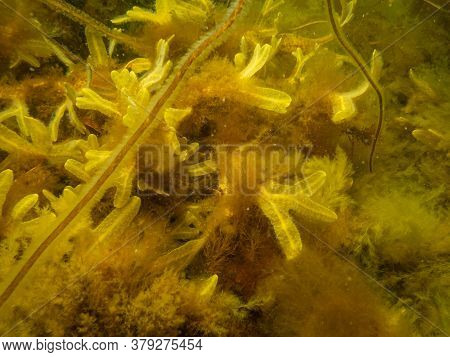 Closeup Of Fucus Vesiculosus, Common Names Bladderwrack, Black Tang, Rockweed, Bladder Fucus, Sea Oa