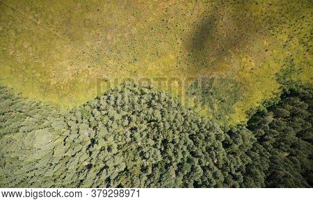 Green Field With Forest Line