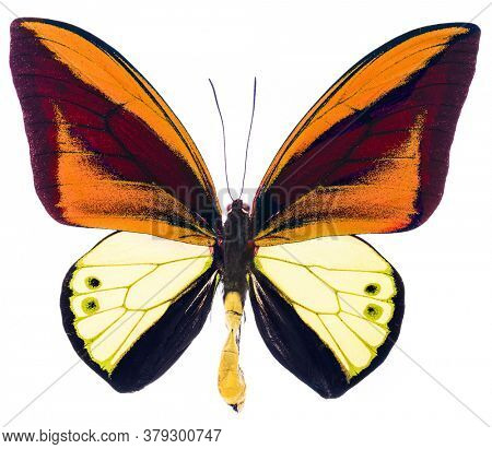 Ornithoptera goliath is a large orange and yellow butterfly living in New Guinea. Male isolated on white
