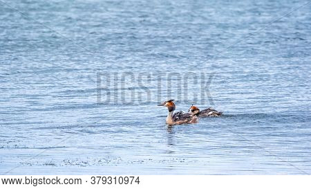 Two Waterfowl Birds Great Crested Grebes Swim In The Lake. The Great Crested Grebe, Podiceps Cristat