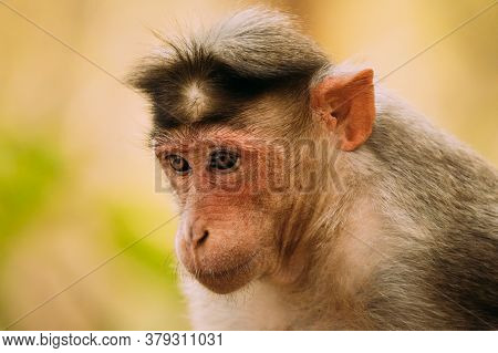 Goa, India. Bonnet Macaque Monkey - Macaca Radiata Or Zati. Close Up Portrait.
