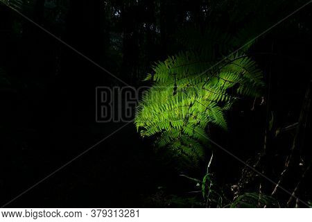 Tree Fern Frond Caught Is Shaft Of Sunlight Along Bush Track Around Lake Tikitapu, Rotorua New Zeala