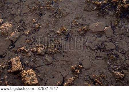 A Black Starfish In A Sea Water