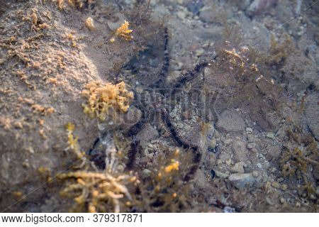 A Black Starfish In The Sea Water