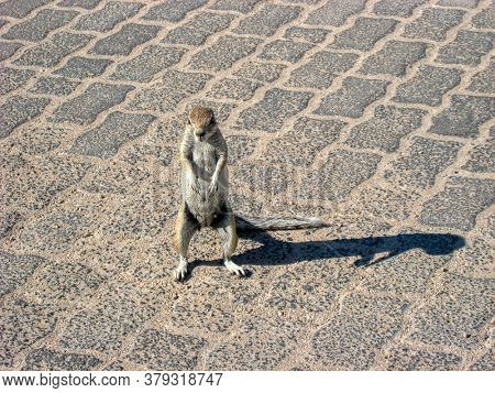 African ground squirrels ,genus Xerus, lost on town on the pavement