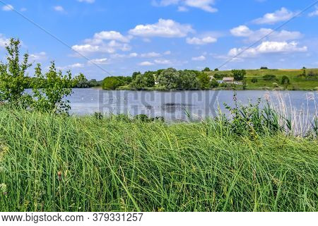 Large Plantation Of Greater Pond Sedge On The Shore Of A Lake In The Countryside. Natural Panorama W