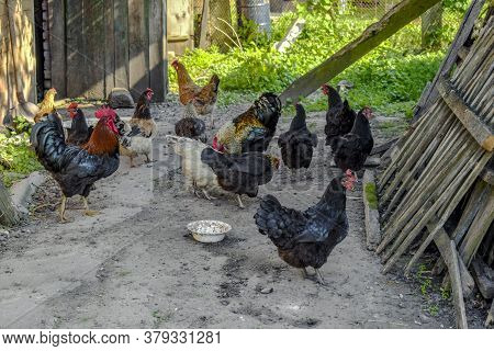 Adult Multicolored Hens And Roosters Eat Grain In The Yard Of A Rural House. A Flock Of Free-range D