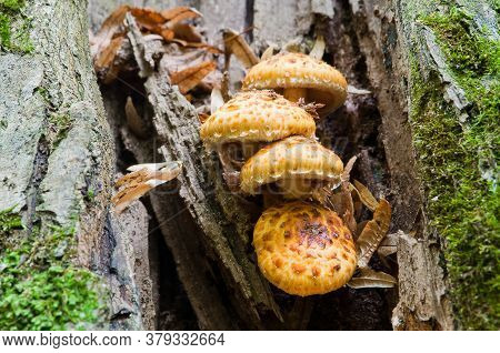 Edible Mushrooms Pholiota Aurivella Grow In The Forest On The Trunk Of The Old Tree