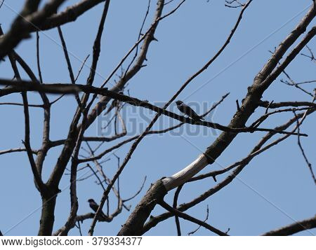 Two Swallows Sit On Tree In European Goczalkowice Town At Silesian District In Poland, Clear Blue Sk