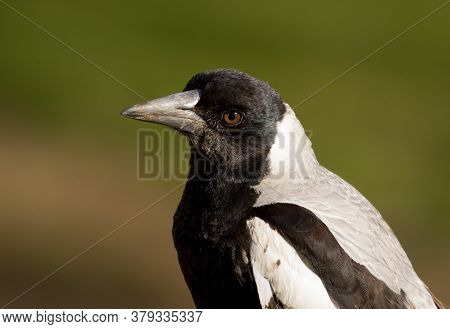 A Close Of Of An Australian Magpie Lark
