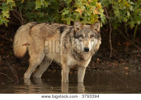 Wolfwater