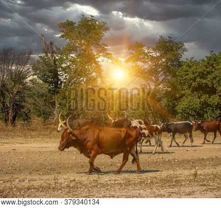 Herd of Nguni cattle  on dry land walking back to the farm