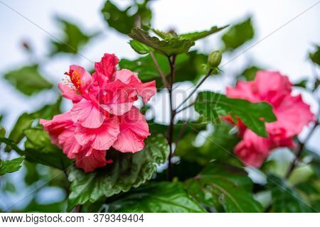 Hibiscus Flowers In The Wild, Against The Backdrop Of Green Hills.