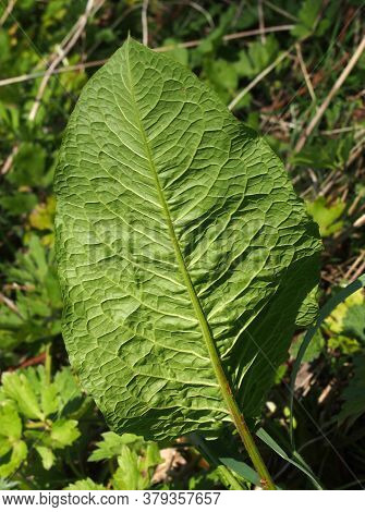 Close Up Of A Large Young Common Dock Leaf In Woodland Vegetation In Spring Sunlight
