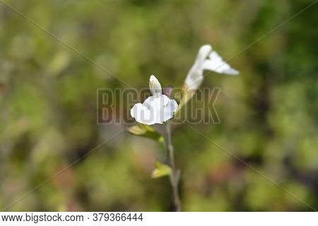 Baby Sage Gletsjer - Latin Name - Salvia Microphylla Gletsjer