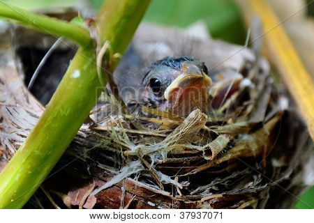 Baby Bird