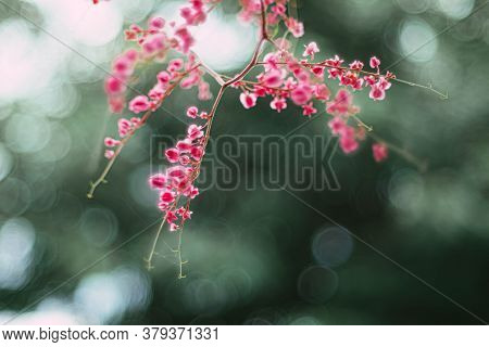 Selective Focus Coral Vine Mexican Creeper Confederate Vine. Close-up Coral Vine Mexican Creeper Pin