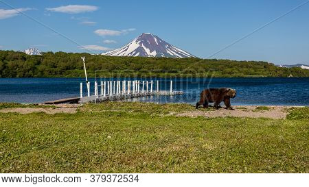 Brown Bear (ursus Arctos Beringianus) Walking Near Kurile Lake Against The Background Of The Volcano