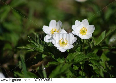 Whiter Flower Grows In The Forest. This Flower Is A Harbinger Of Spring. Beautiful Early Spring.