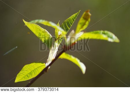 Tree Branch Bud, Small Green Leaves Macro. A Close Up - Spring Season Nature Growth. In Spring, A Yo